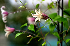 お蔵入りに光りを