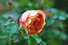 My rose 21