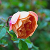 My rose 21