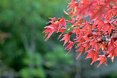 初紅葉 1