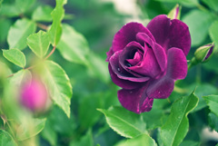 My rose 8