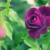 My rose 8