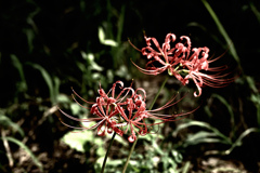 彼岸花をdrama化 ②