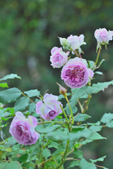 My rose 35