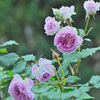My rose 35