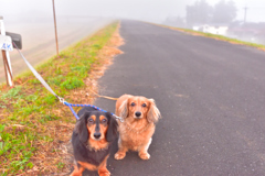 霧にむせぶ散歩道
