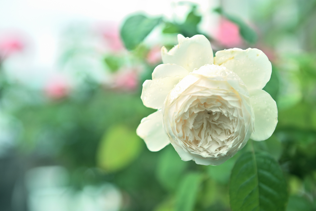  咲き進む秋バラたち ⑬