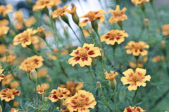 Marigolds