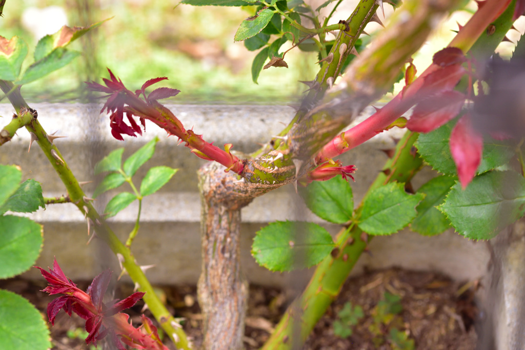 ベイサルシュート