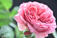 My rose 11