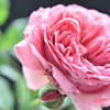 My rose 11