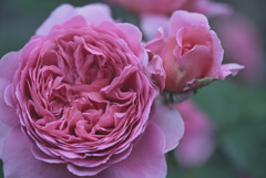 My rose 24