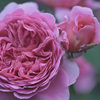 My rose 24