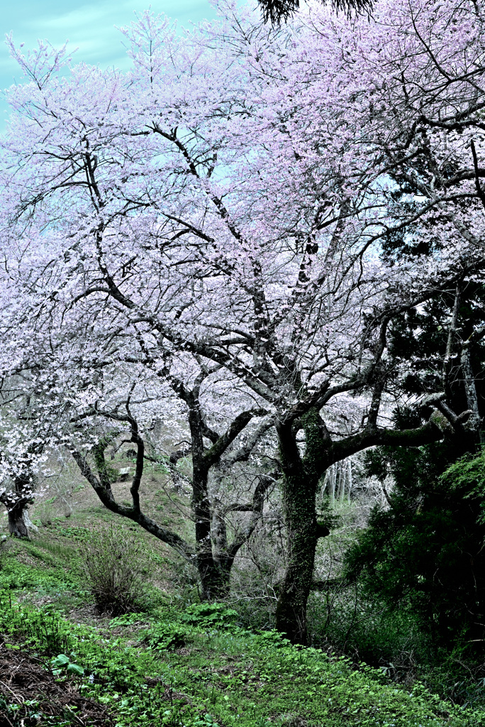 箟峯寺の山桜
