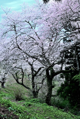 箟峯寺の山桜