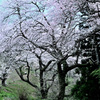 箟峯寺の山桜