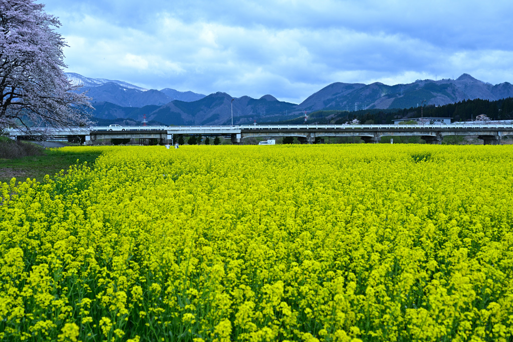 鳴子温泉、菜の花ガーデン 2