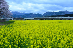 鳴子温泉、菜の花ガーデン 2