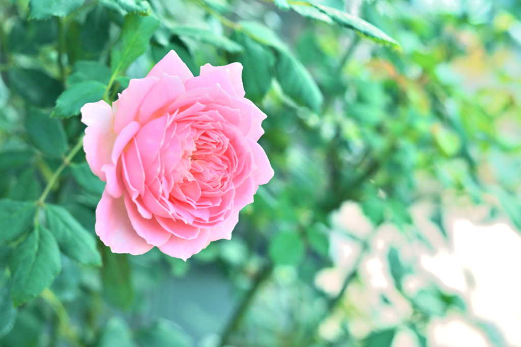 咲き進むバラたち 41