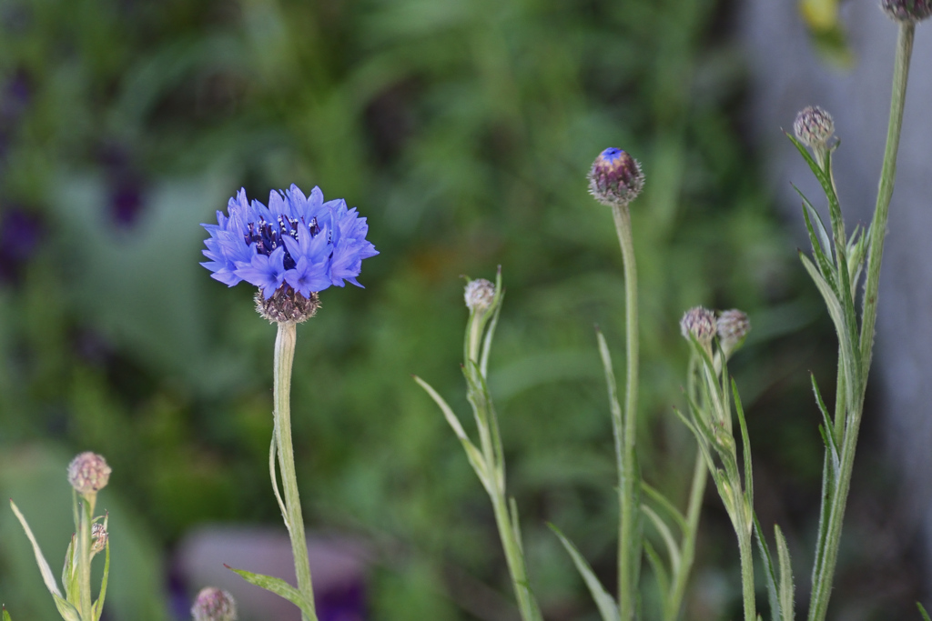 凛と咲く矢車菊