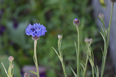 凛と咲く矢車菊