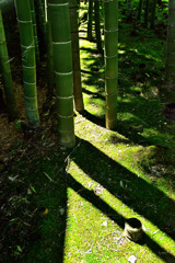 晩夏光