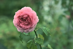 咲き進む秋バラたち ⑯