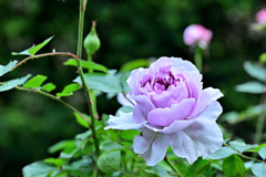 My rose 4