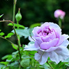 My rose 4