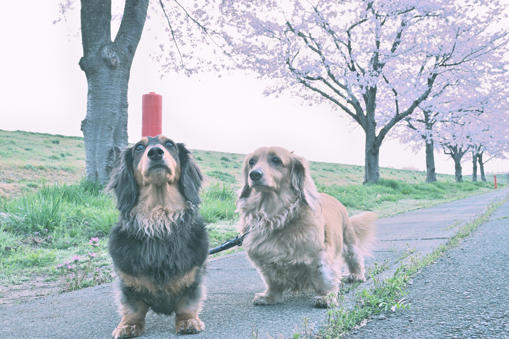 自己満photo/4月