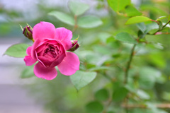 秋バラが咲いた　15