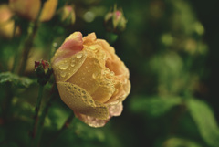 My rose 29