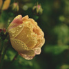 My rose 29