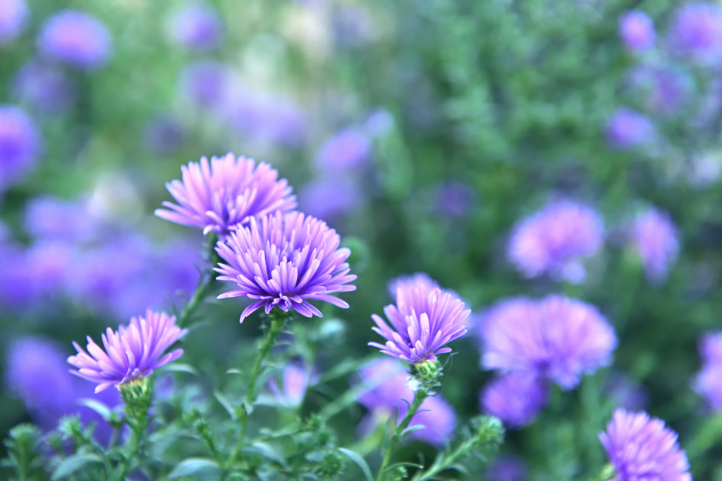 アスター ビクトリア