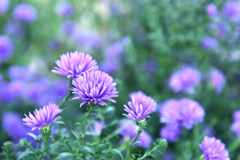 アスター ビクトリア