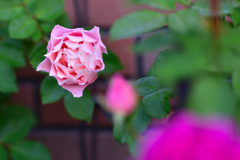 秋バラが咲いた　25