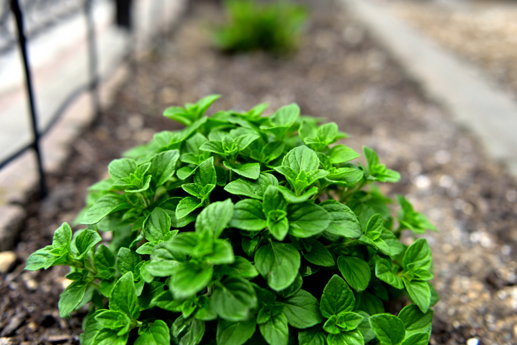 湧きいずる宿根 ①