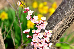 Spring has come! ⑱