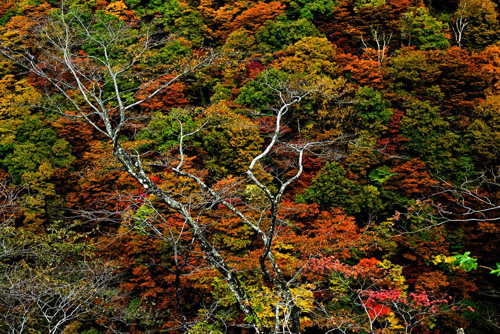 枯れ木も主役を張れる頃 2