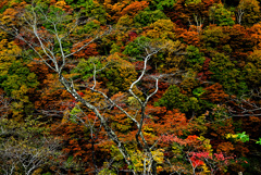 枯れ木も主役を張れる頃 2