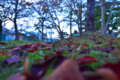 公園の朝