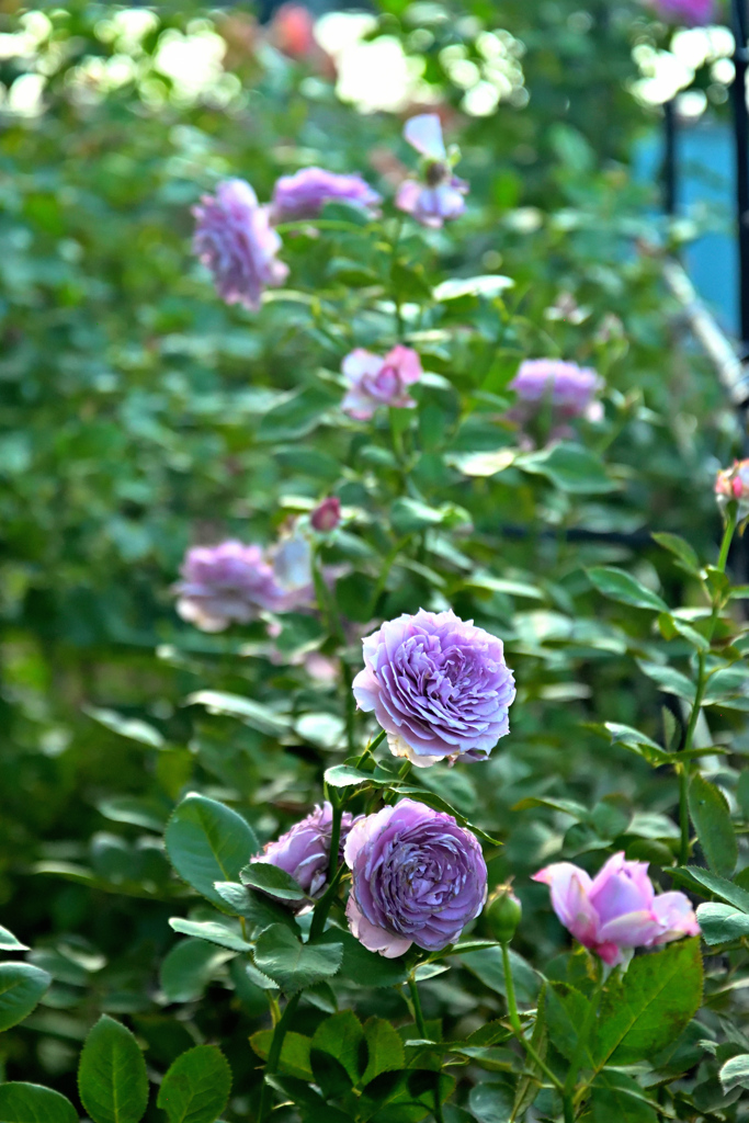 咲き進むバラたち 33　