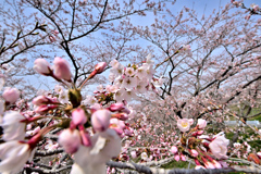 Spring has come! 31
