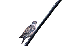 野鳥、撮ってきた 野鳥、撮ってきた
