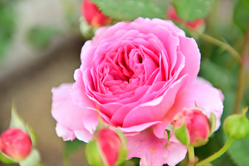 プリンセスアレキサンドラオブケント