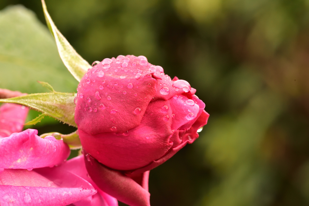 寒空の下、固まる蕾