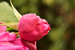 寒空の下、固まる蕾