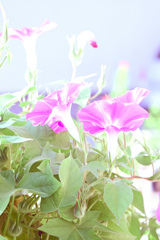 夏色遊戯