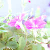 夏色遊戯