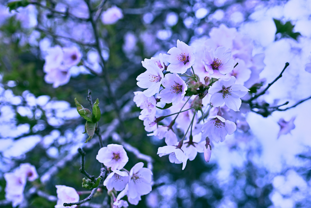 花、真っ盛り 2